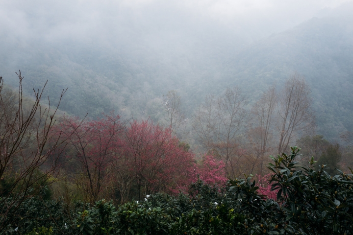 [桃園復興] 來拉拉山賞櫻讓身心放鬆的悠閒好選擇- 谷點咖啡民宿一泊二食體驗