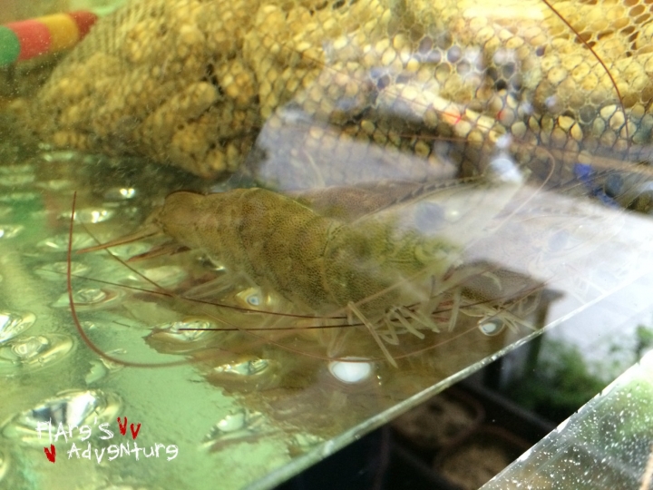 [新北淡水美食] 晉家門開鍋 CP值高 海鮮火鍋 新鮮蔬果 麻辣酸菜味增 採用當日配送多樣化食材
