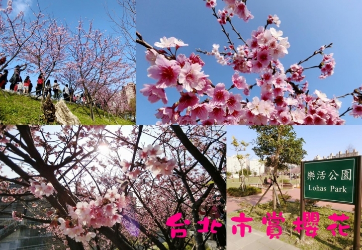 【台北】北市最美公園 東湖樂活公園 搭乘捷運賞櫻花趣