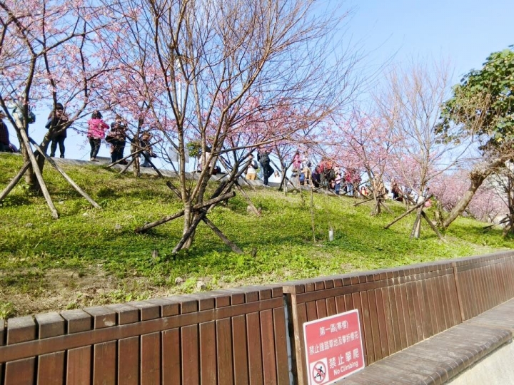 【台北】北市最美公園 東湖樂活公園 搭乘捷運賞櫻花趣