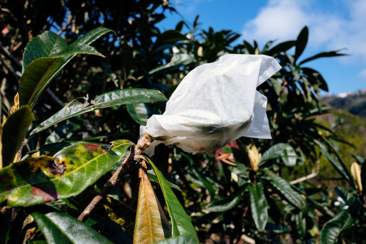 [桃園復興] 來拉拉山賞櫻讓身心放鬆的悠閒好選擇- 谷點咖啡民宿一泊二食體驗