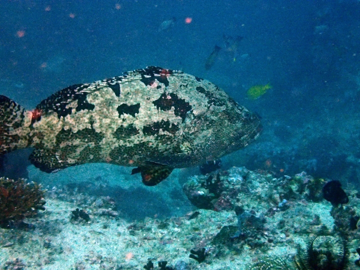 2016 Puerto Galera Mindoro Philippines