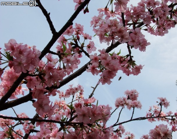新竹市區櫻花開