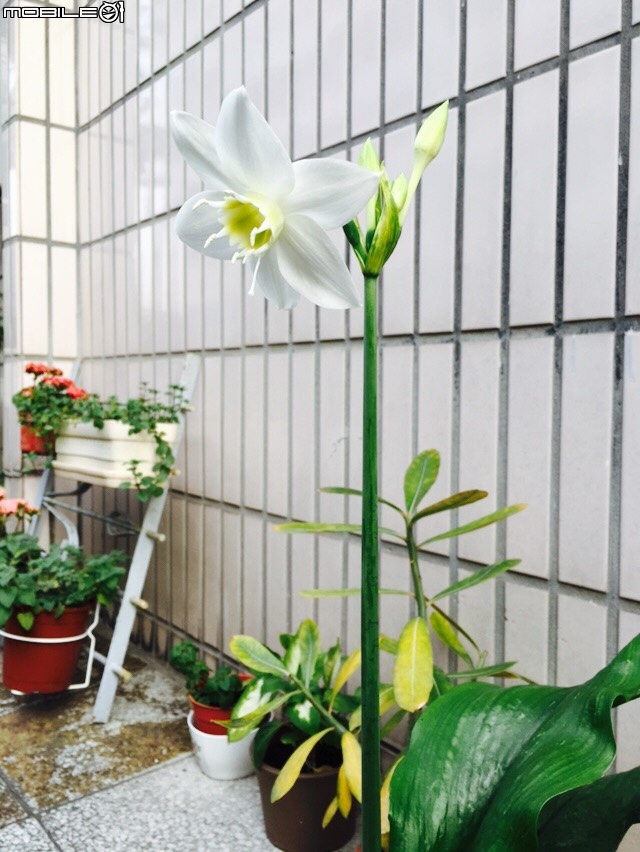 請問這是什麼花??
