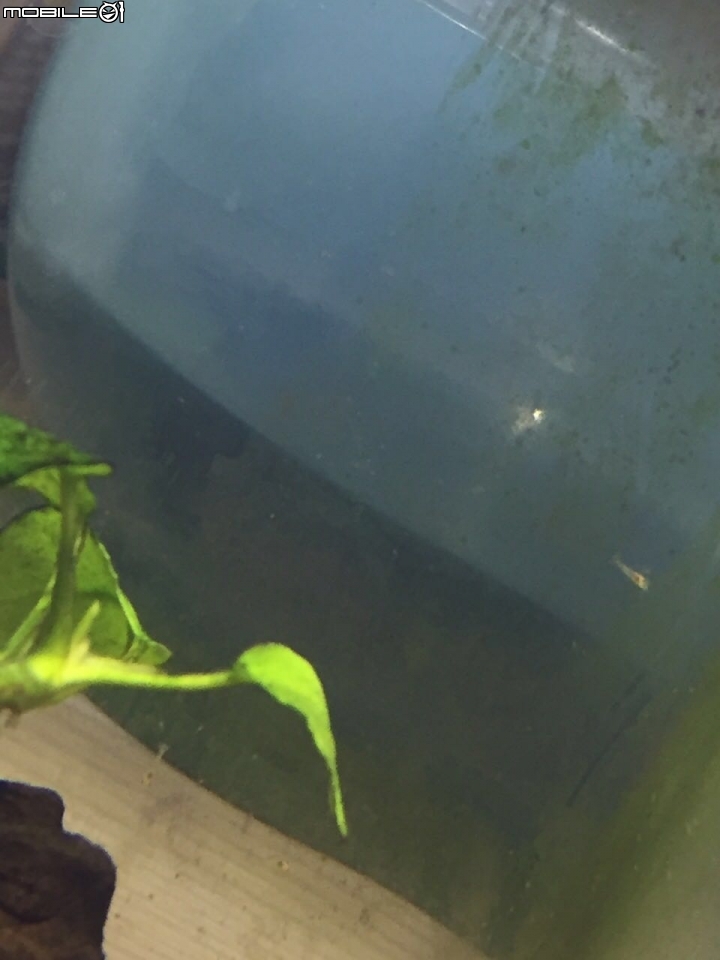 在魚缸發現奇怪的生物．．．快告訴我這是什麼？
