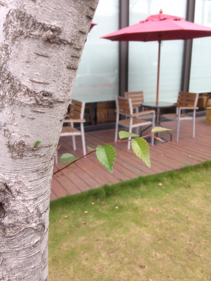 請問各位大大這是那一種樹種???