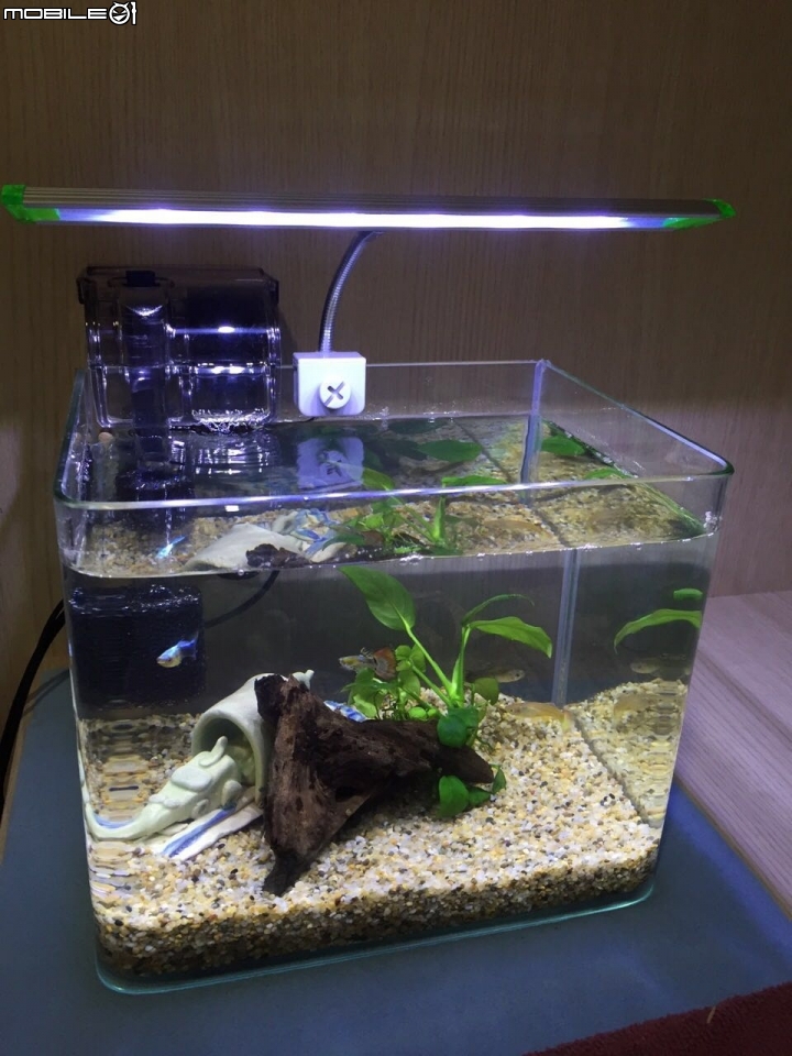 早上起床, 一隻公孔雀魚居然跳缸了...