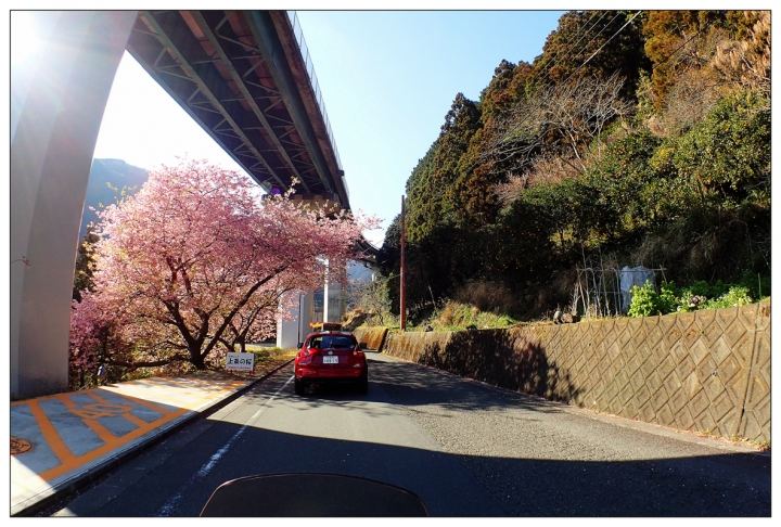 [SKYWAVE TYPE-S]日本 靜岡―伊豆追櫻「河津櫻花見旅」