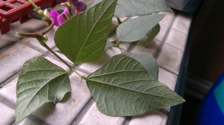 請問各位先進，這植物的名稱