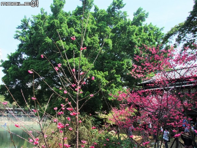 新竹市區櫻花開