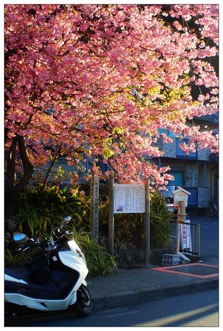 [SKYWAVE TYPE-S]日本 靜岡―伊豆追櫻「河津櫻花見旅」