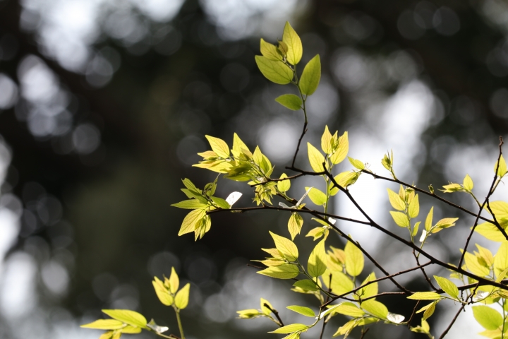 Canon 80D 拍得開心，大家一起也來蓋大樓