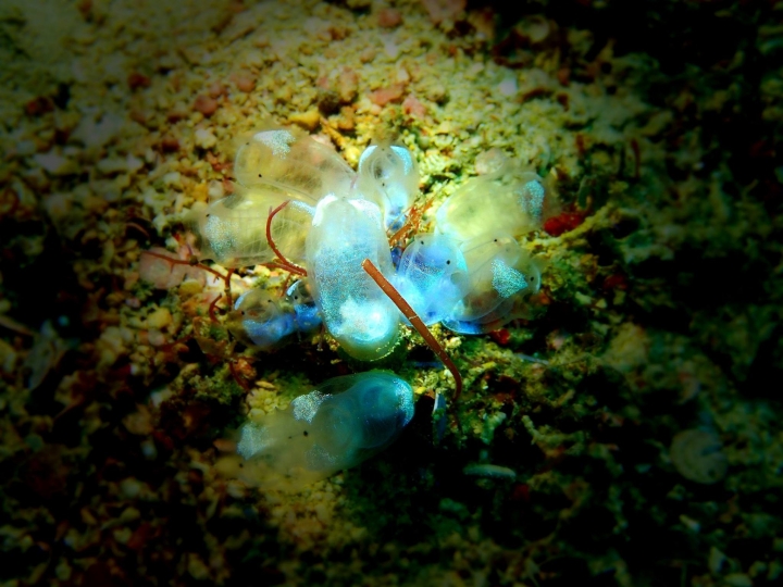 2016 Puerto Galera Mindoro Philippines