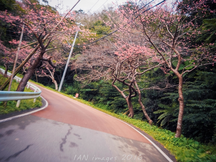 沖繩-日本最早櫻花祭 全日本壓馬路（株）