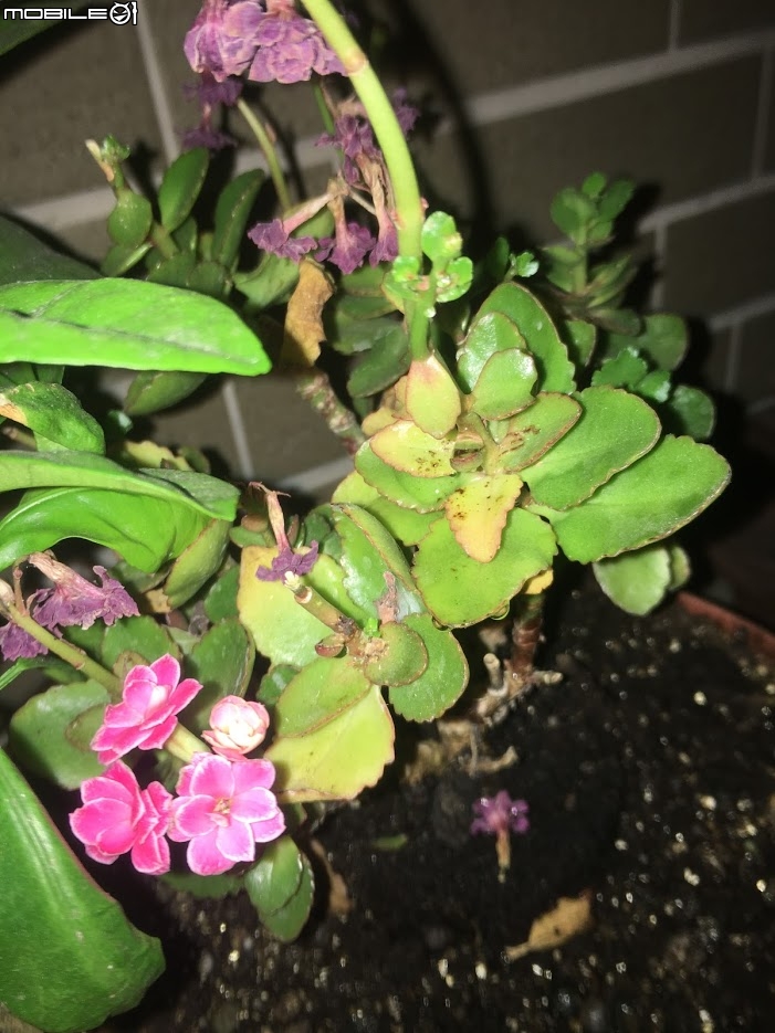 請教大家，這有迷你花瓣的是什麼植物呢?