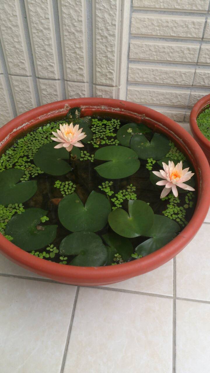 請問這是哪個品種的蓮花??