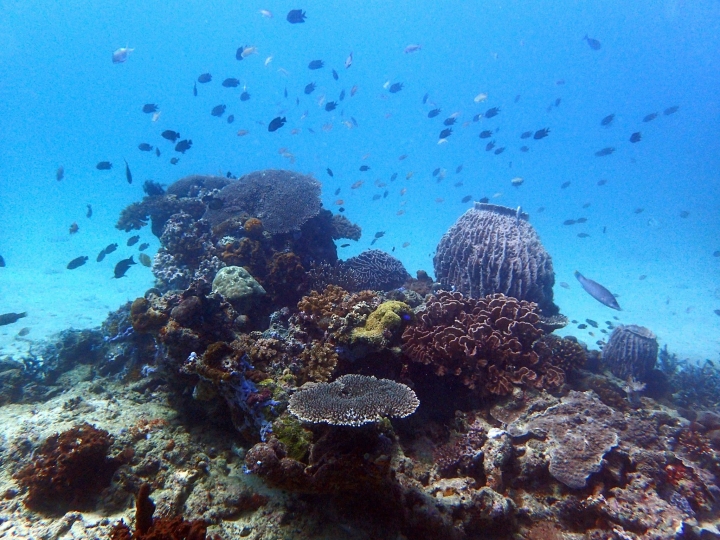 2016 Puerto Galera Mindoro Philippines
