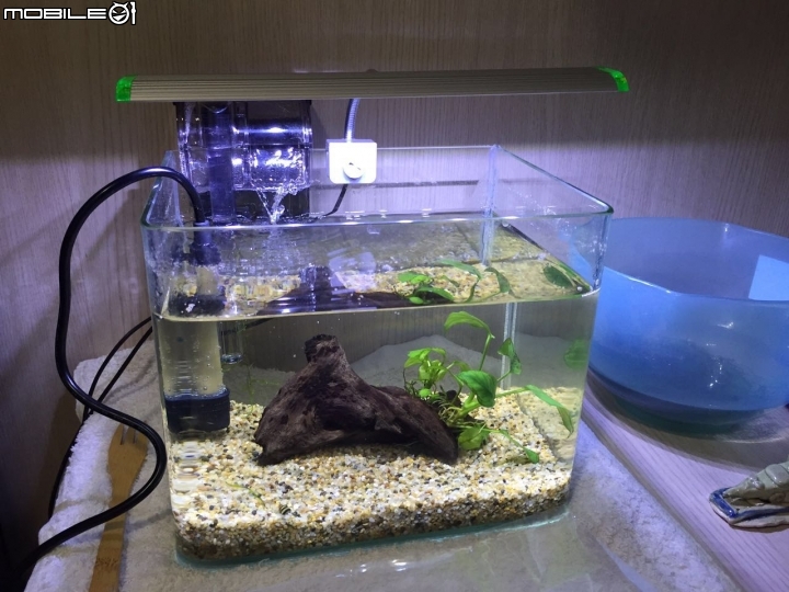 魚都死光了, 決定再出發