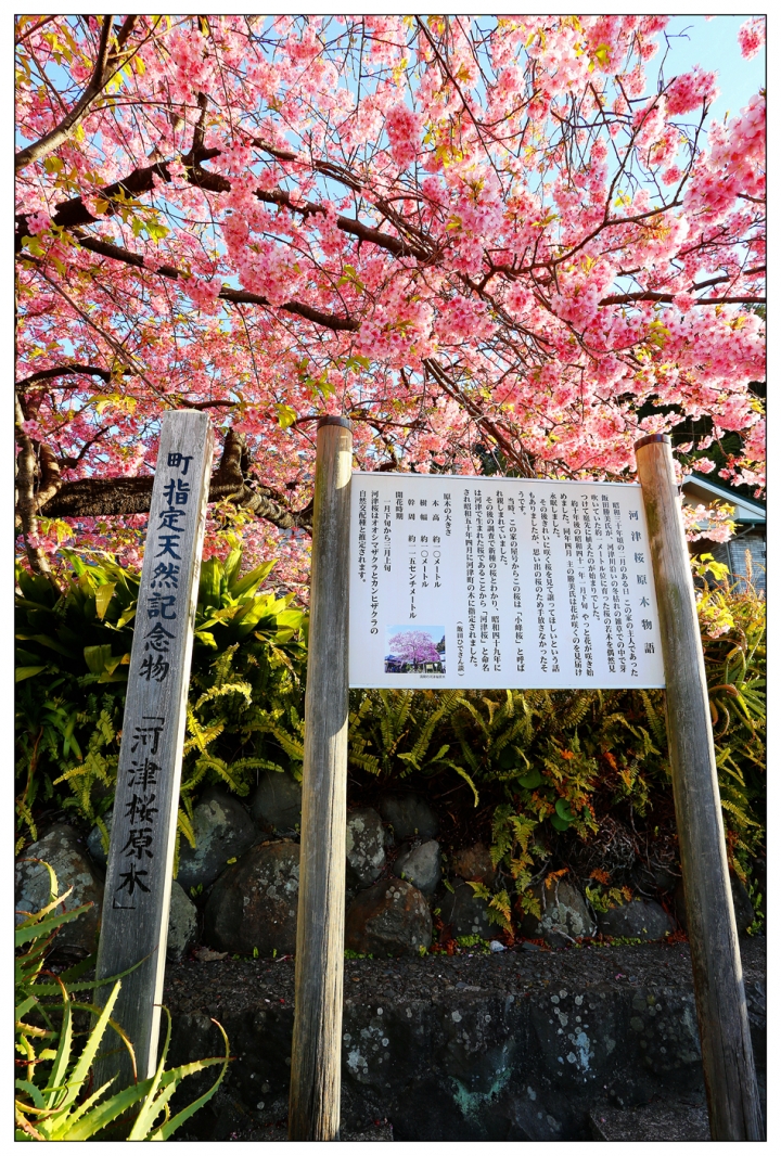 [SKYWAVE TYPE-S]日本 靜岡―伊豆追櫻「河津櫻花見旅」