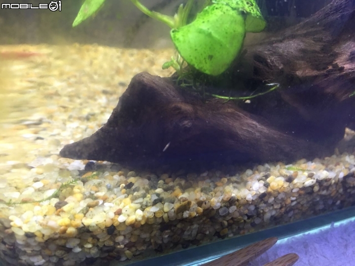 在魚缸發現奇怪的生物．．．快告訴我這是什麼？