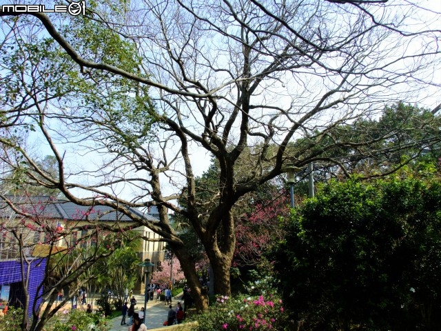新竹市區櫻花開