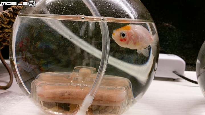 金魚眼睛瘀血 Mobile01 金魚眼睛瘀血 Mobile01