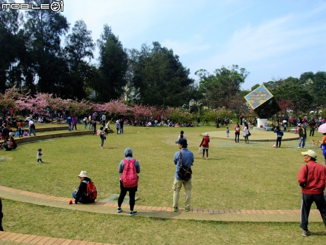 新竹市區櫻花開