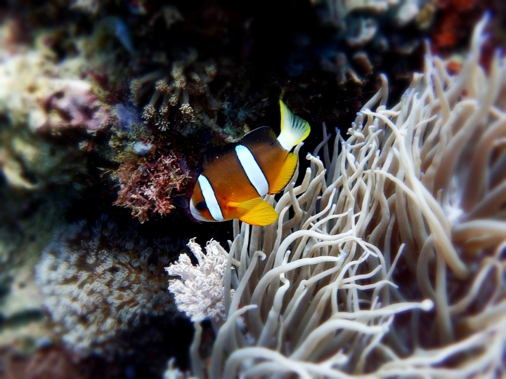 2016 Puerto Galera Mindoro Philippines