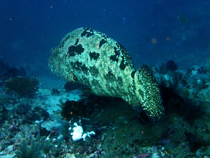 2016 Puerto Galera Mindoro Philippines