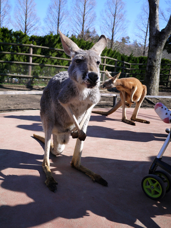 【日本 九州/大分】九州自然動物公園--餵食動物的近距離接觸