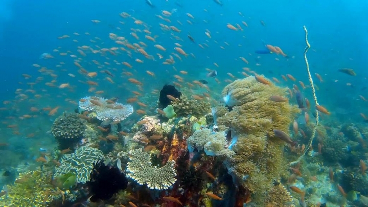 2016 Puerto Galera Mindoro Philippines