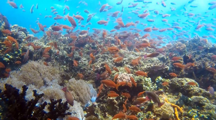 2016 Puerto Galera Mindoro Philippines