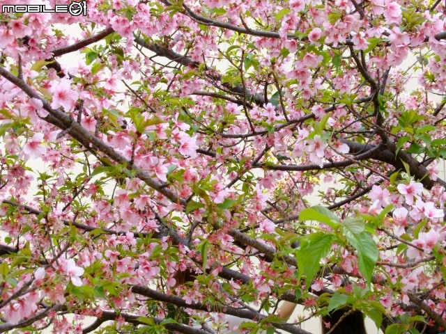 新竹市區櫻花開