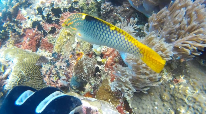 2016 Puerto Galera Mindoro Philippines