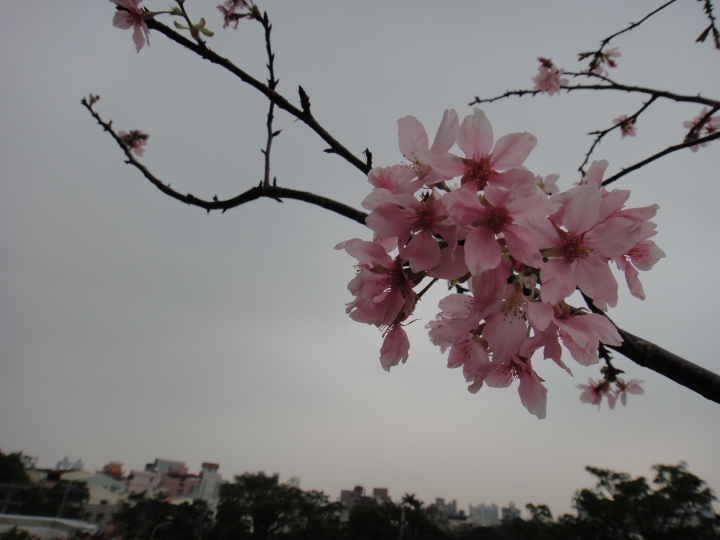富士櫻開花了