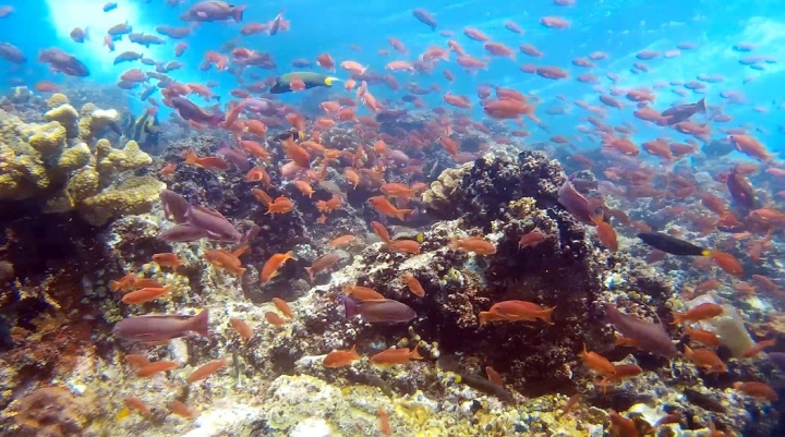 2016 Puerto Galera Mindoro Philippines