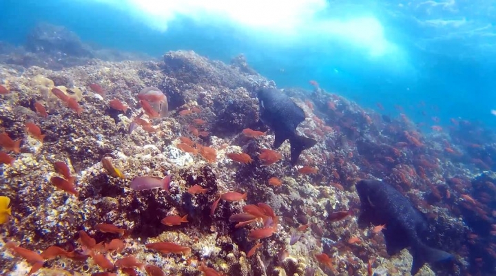 2016 Puerto Galera Mindoro Philippines