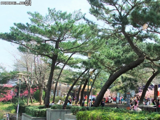 新竹市區櫻花開