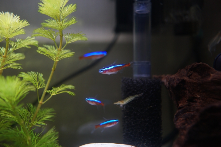 水草和燈魚缸  第5天健檢
