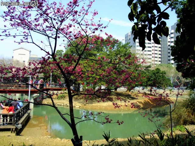 新竹市區櫻花開