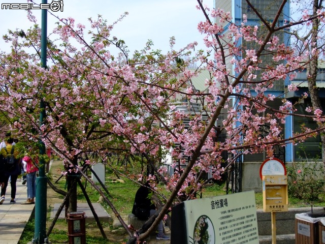 新竹市區櫻花開