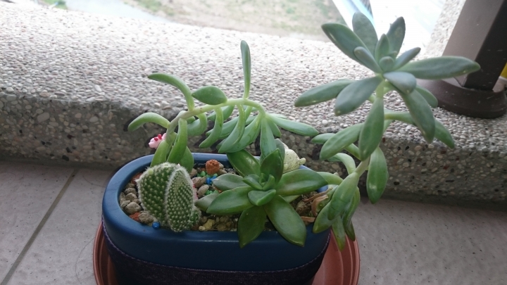 請問小盆栽植物名字？