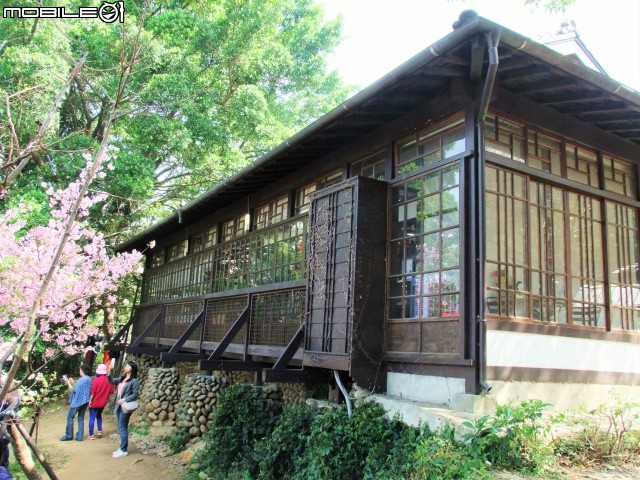 新竹市區櫻花開