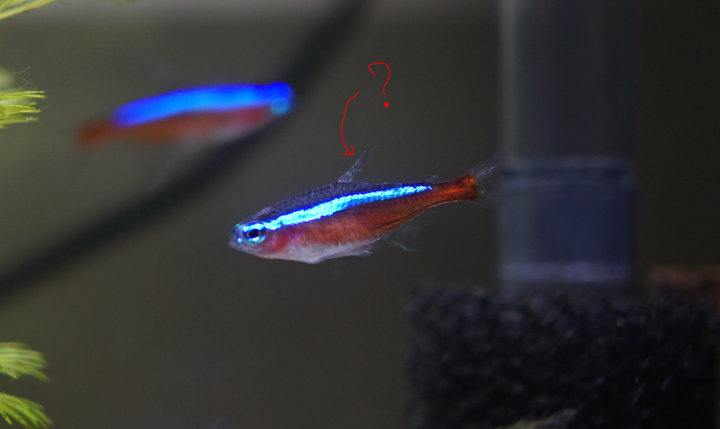 水草和燈魚缸  第5天健檢