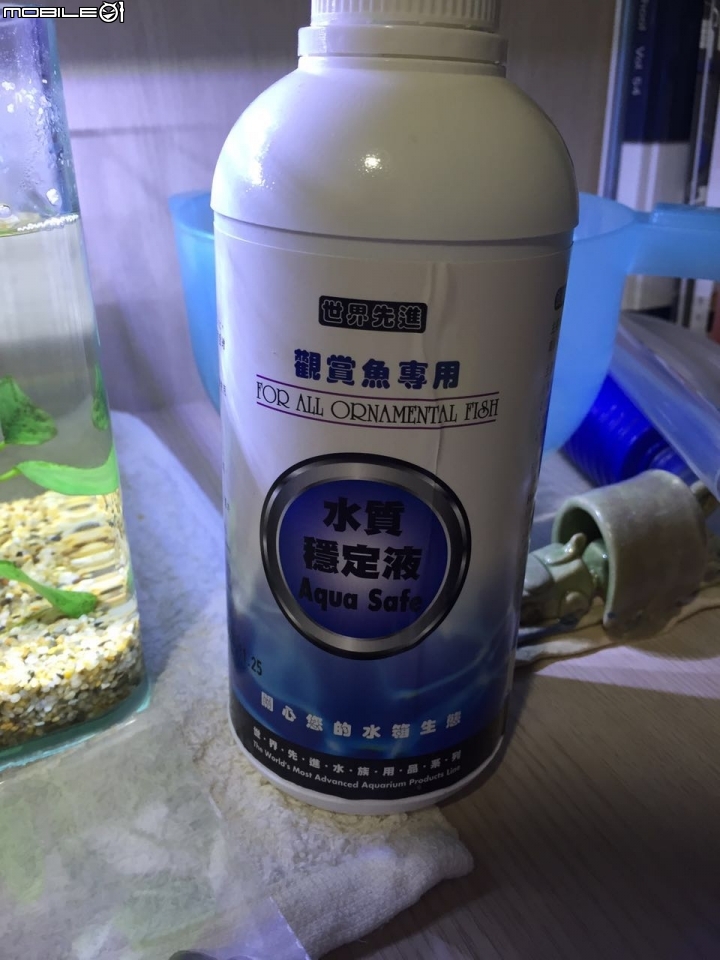 魚都死光了, 決定再出發