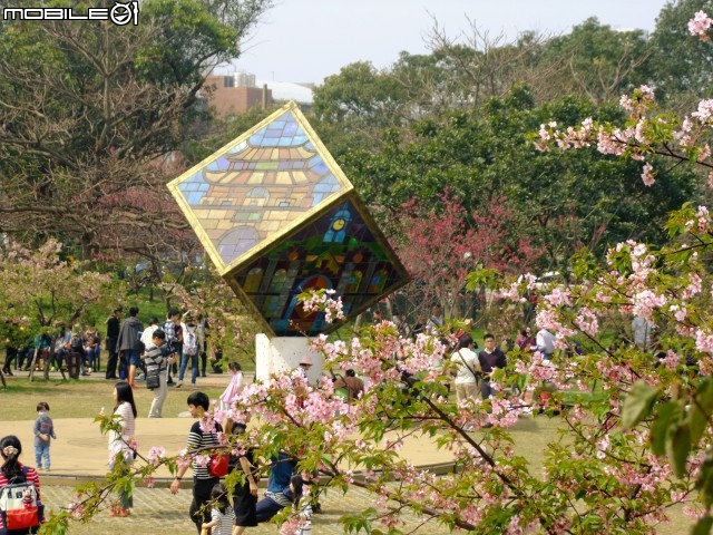 新竹市區櫻花開