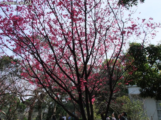 新竹市區櫻花開