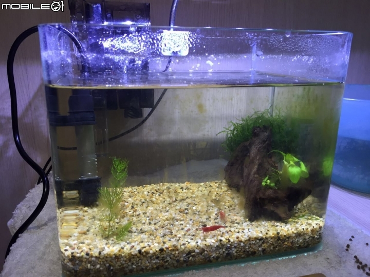 魚缸壁上長青苔怎辦?