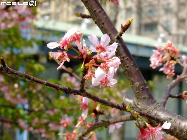 新竹市區櫻花開