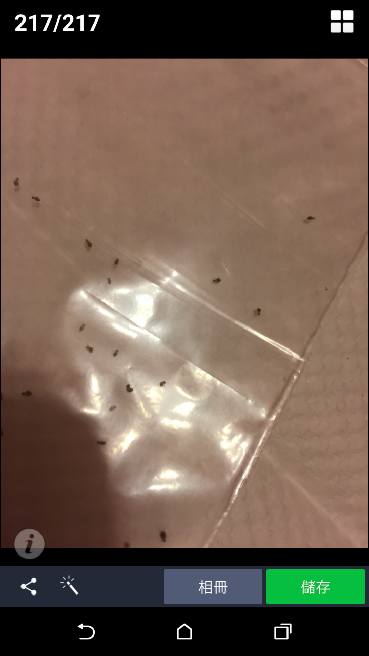 請問一下這是什麼蟲?